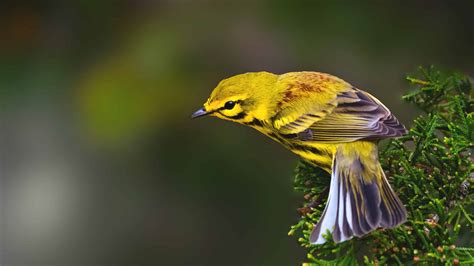 Bird’s.