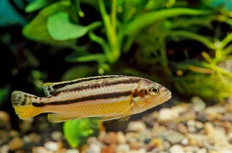 auratus