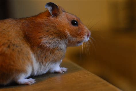 hamsterx