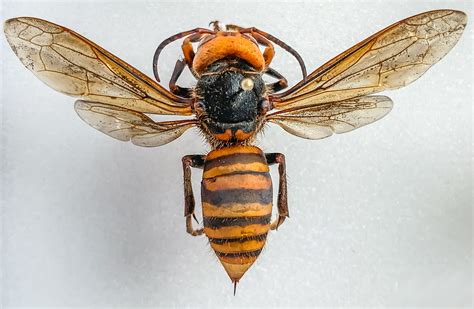 hornet.