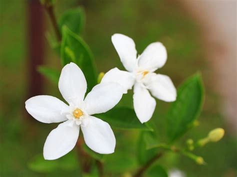 jasmine.