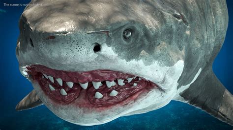 megashark