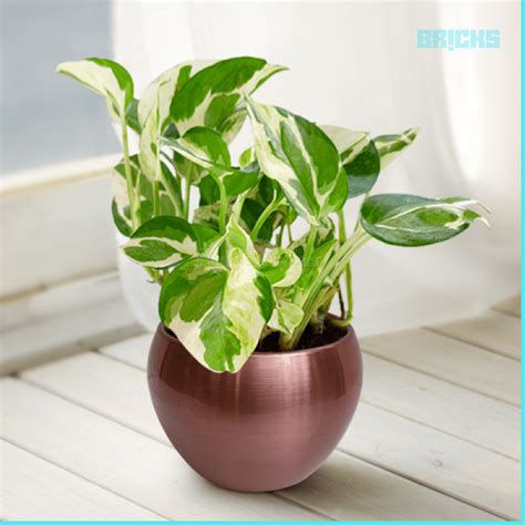 moneyplant777.com